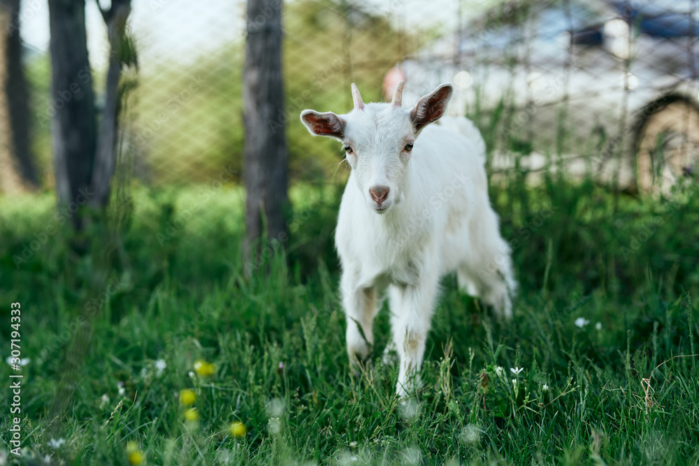 goat on a meadow