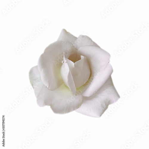 White rose isolated on a white background