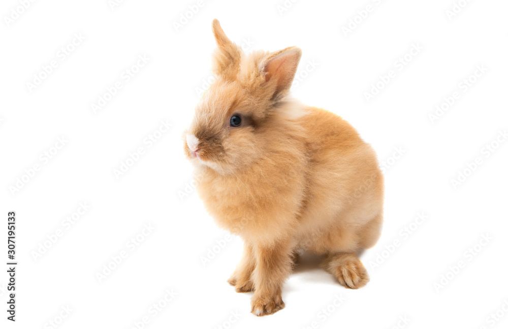 Easter bunny isolated Easter bunny isolated