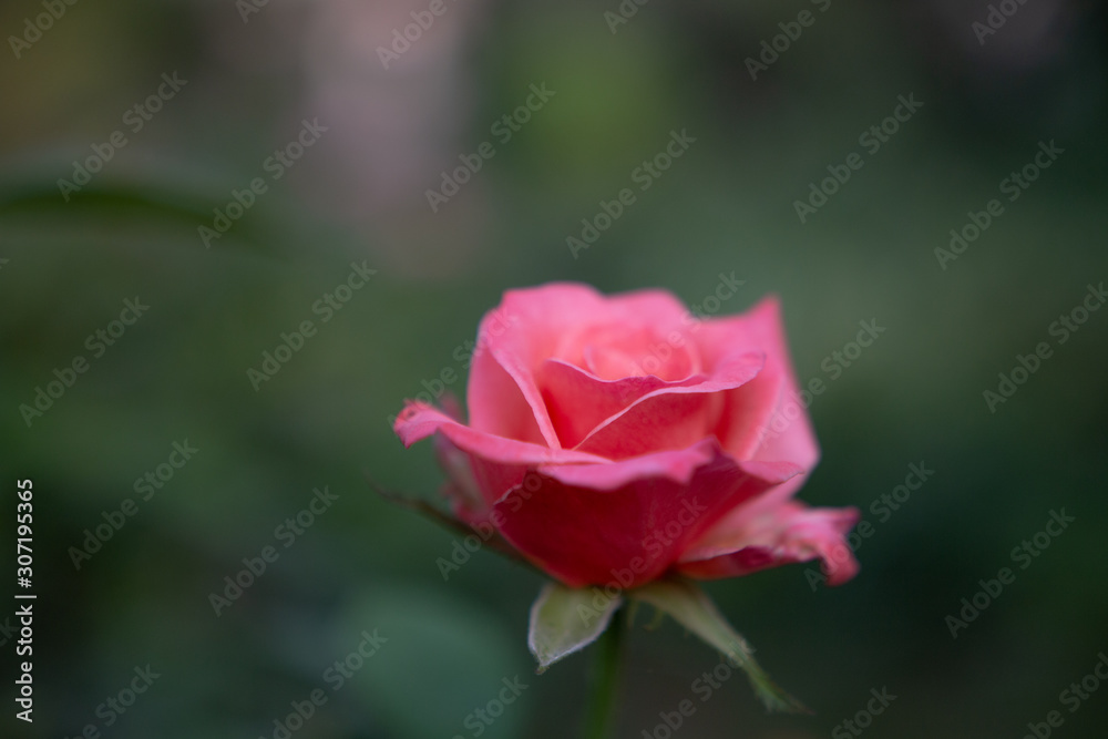 pink rose pink rose