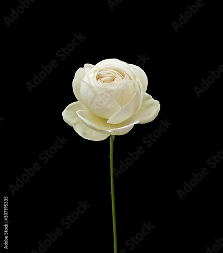 Beautiful white rose isolated on a black background