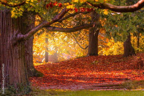 autumn colors at the Monza Park