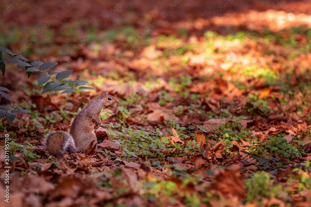 squirrel in autumn landscape