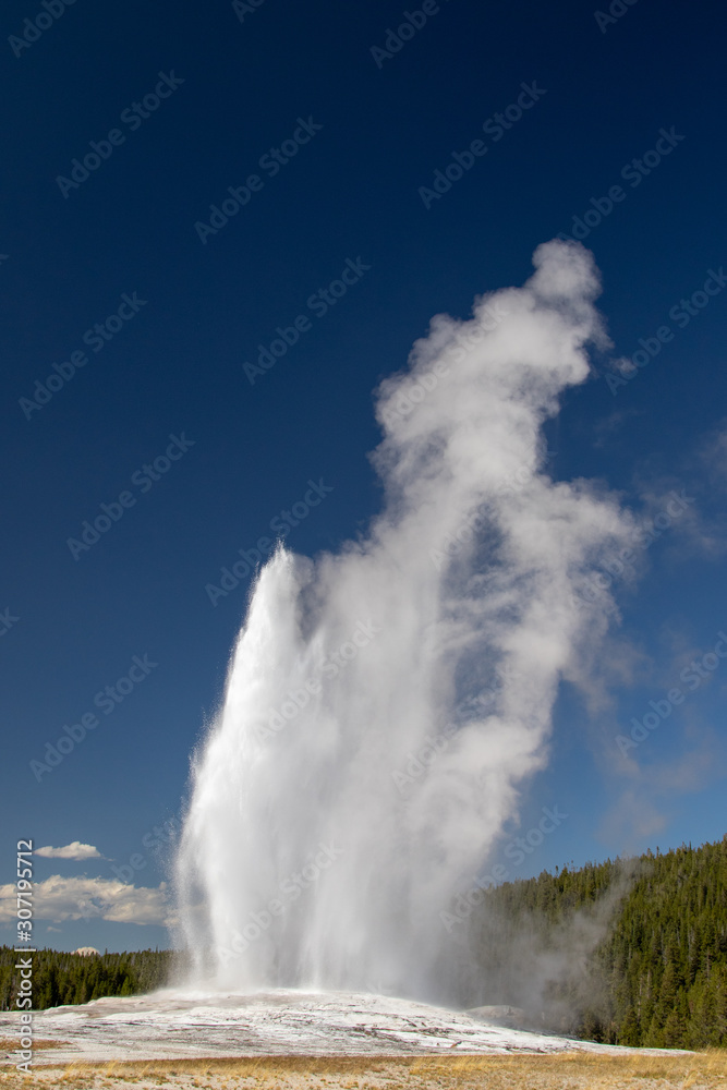 View of Old Faithfull erupting and spewing water and steam into the air in Yellowstone National Park View of Old Faithfull erupting and spewing water and steam into the air in Yellowstone National Park