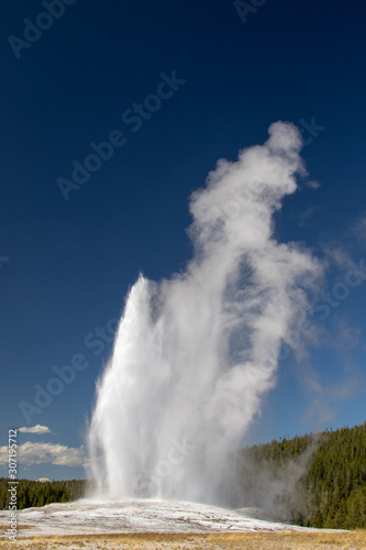 View of Old Faithfull erupting and spewing water and steam into the air in Yellowstone National Park