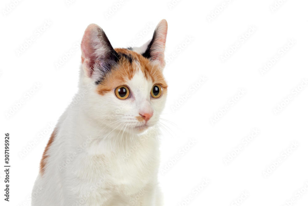 Fototapeta premium White cat with beautiful brown eyes