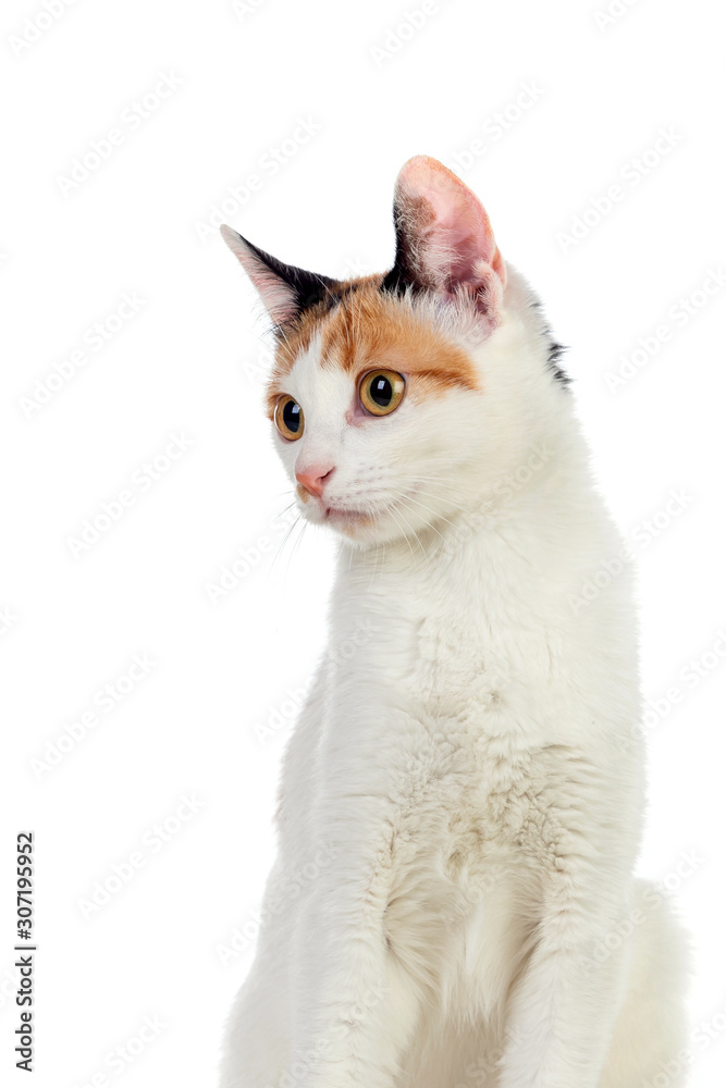 White cat with beautiful brown eyes