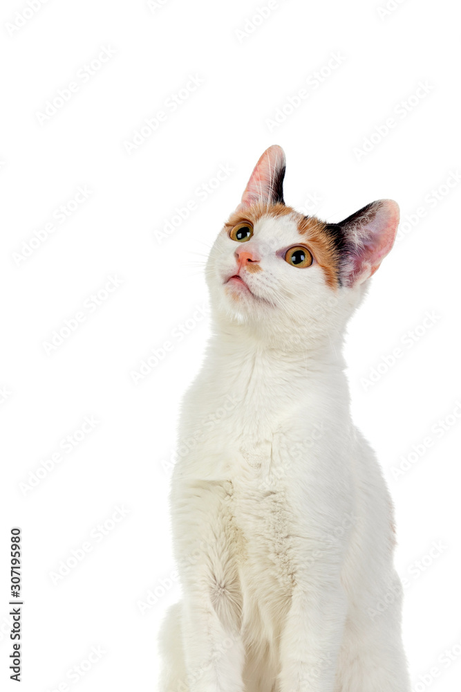 White cat with beautiful brown eyes