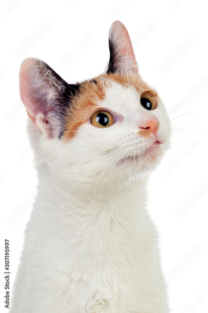 White cat with beautiful brown eyes White cat with beautiful brown eyes