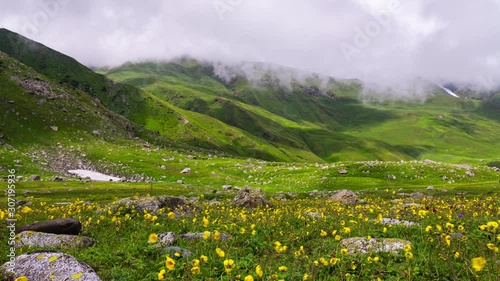 beautiful yellow flower on green grass field with flicker of shadow shade to mountain, pin bhaba pass trek in India