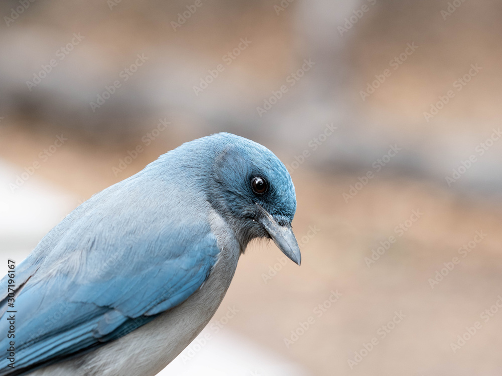 Fototapeta premium A Mexican Jay in the Southwest Desert