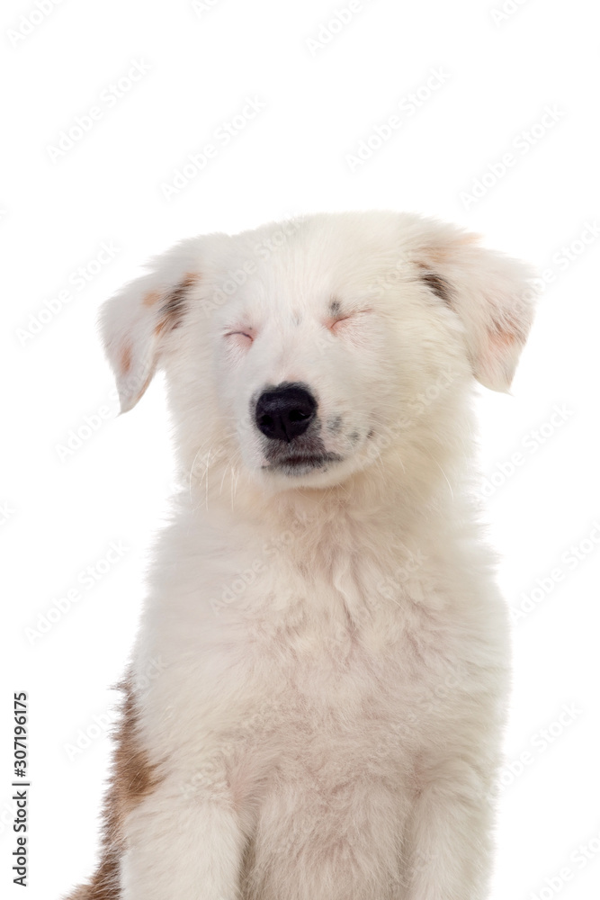 Nice puppy with white hair isolated Nice puppy with white hair isolated