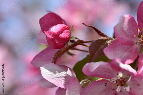 Tender pink flowering branches of spring apple tree on a background of the sky close-up