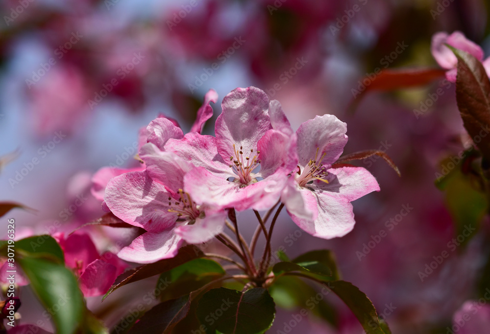 A branch of a pink Apple tree with elegant decorative flowers on a background of pink bokeh close up A branch of a pink Apple tree with elegant decorative flowers on a background of pink bokeh close up