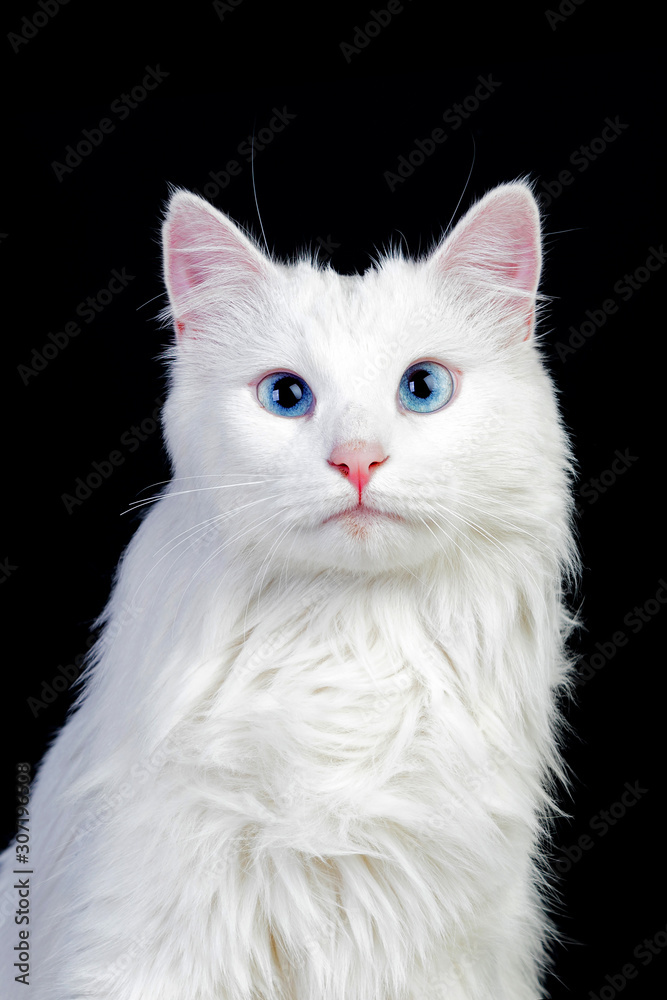 Adorable White Persian Cat