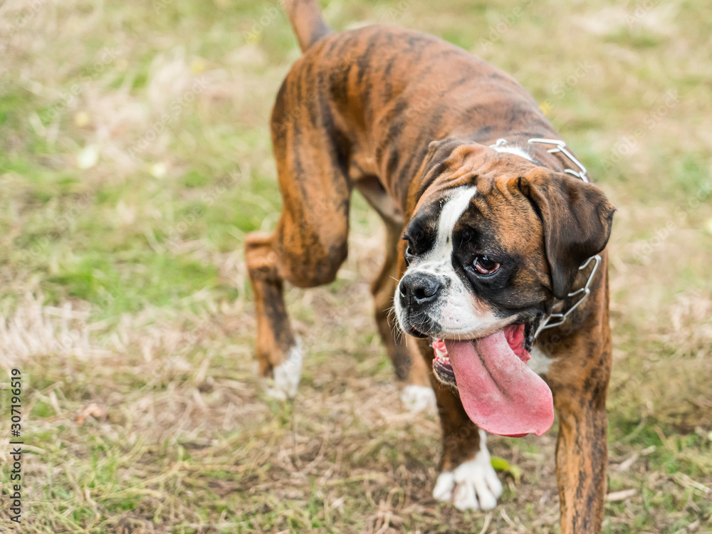 Boxer Dog Portrait Closeup In Park