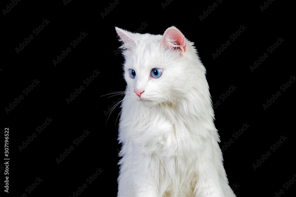Adorable White Persian Cat