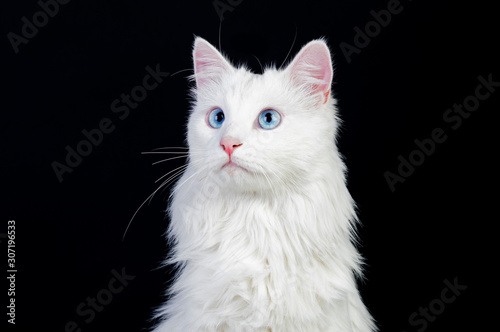 Adorable White Persian Cat