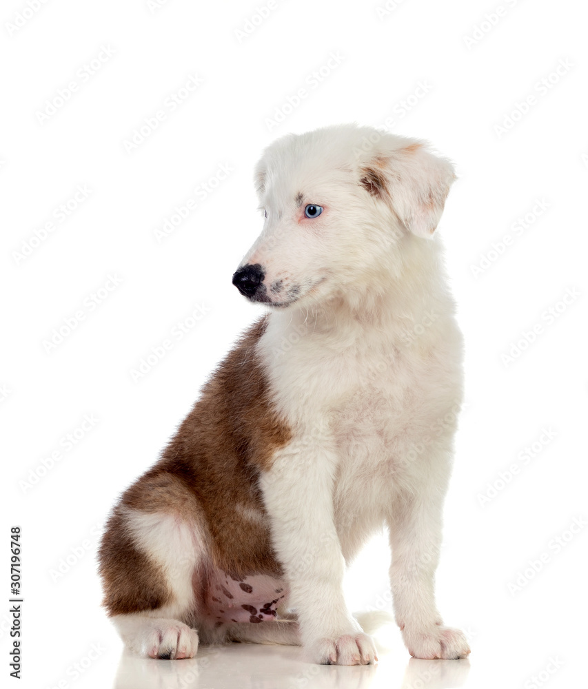 Nice puppy with brown and white hair