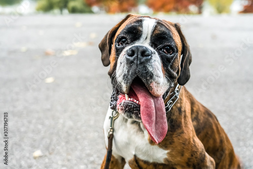 Boxer Dog Portrait Closeup In Park