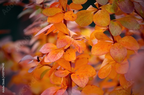kleine Blätter in orange leuchten im Herbst