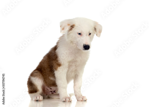 Nice puppy with brown and white hair