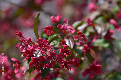 A branch of red spring flowers in the crown of a decorative apple tree