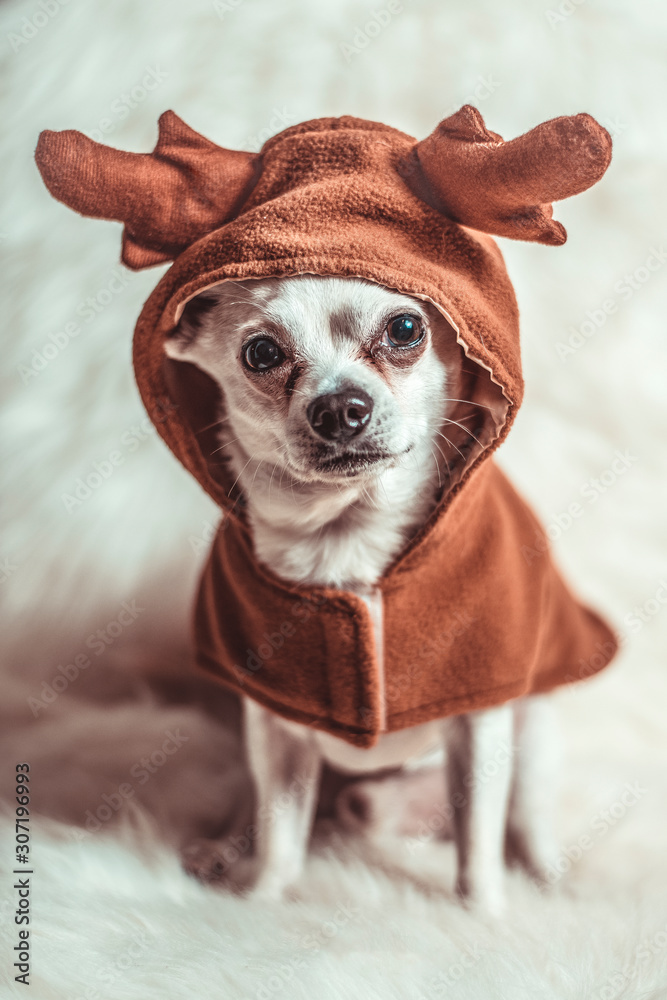 Santa Chihuahua