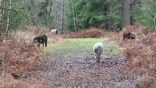 Wild poinies in the new forest in Autumn photo