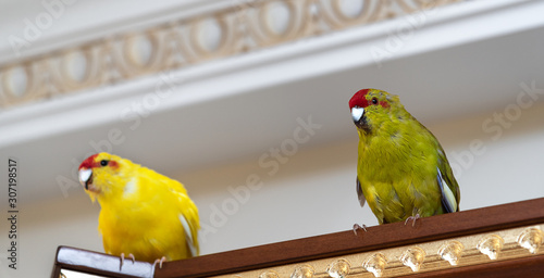 Two cute Kakariki parrots sitting on furniture at home. Focus at green red-crowned parakeet. photo