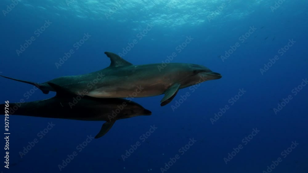 Bottlenose dolphing at dawn on a tropical coral reef Bottlenose dolphing at dawn on a tropical coral reef