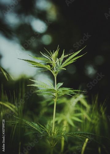 A branch of hemp bush close-up. Shrub young hemp on a bright summer day. Cannabis is a standoff between a drug and a medicine. Plant addictive