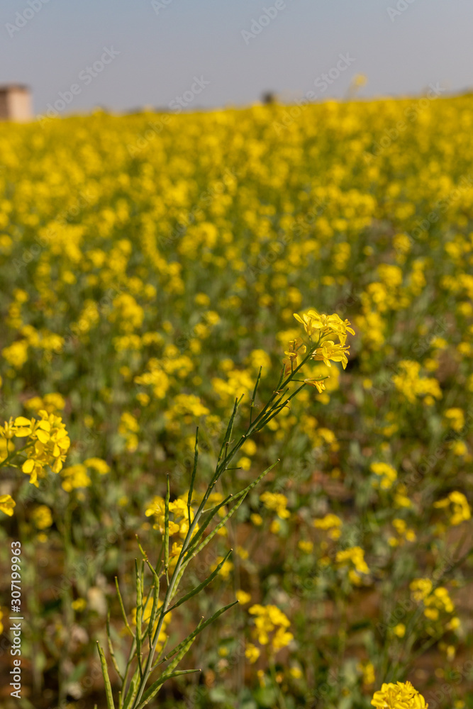 field of yellow Mustard flowers