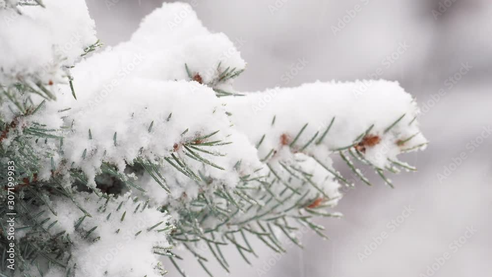 snow covers the branches of а fir snow covers the branches of а fir