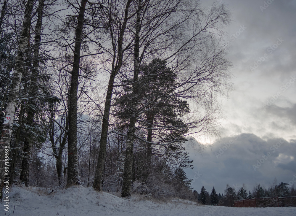 Fototapeta premium Snowy pine trees against the evening winter sky