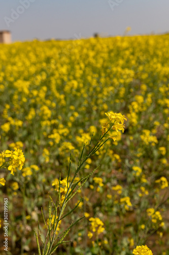 field of yellow Mustard flowers © fahadee
