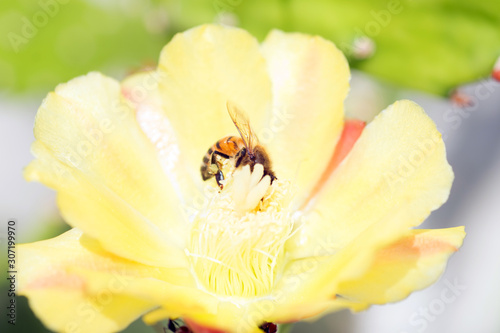 Close-Up Of Honey Bee Pollinating Yellow Flower
