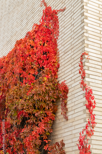 Brick wall with Parthenocissus quinquefolia at autumn photo