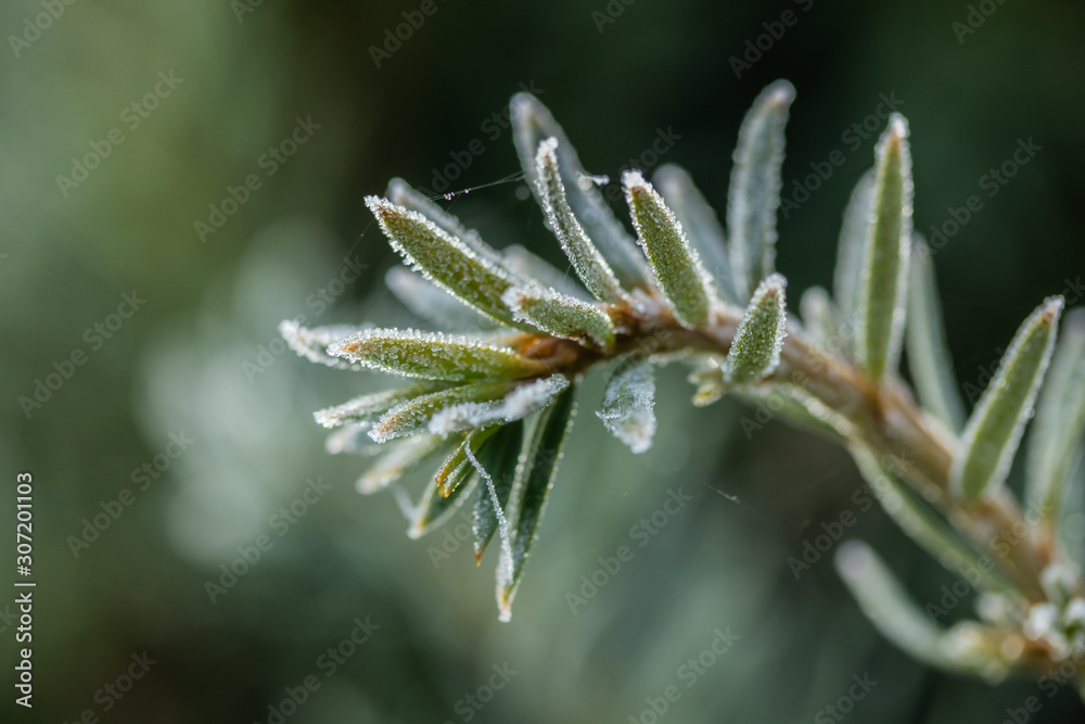 Coniferous tree needles with hoarfrost at autumn. Bokeh effect. Coniferous tree needles with hoarfrost at autumn. Bokeh effect.