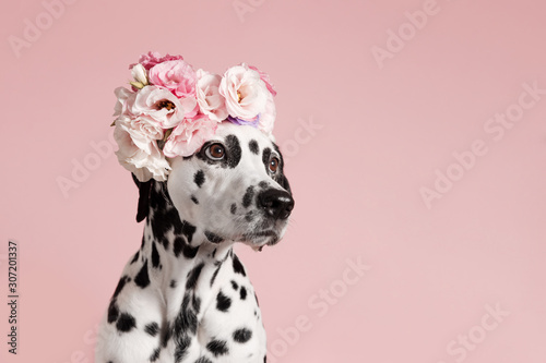 Cute dalmatian dog with wreath on pink background. Dog portrait with floral c...