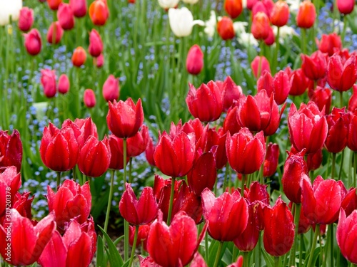 Red tulips