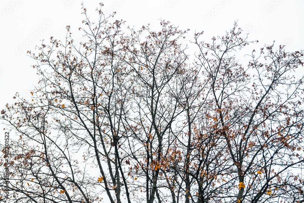 Maple tree with yellow and orange leaves on sky background Maple tree with yellow and orange leaves on sky background