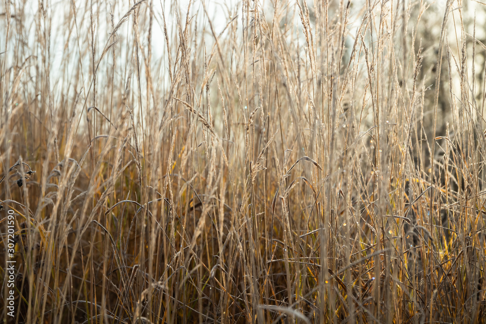 Frozen dry grass at sunny autumn morning. Bokeh effect. Frozen dry grass at sunny autumn morning. Bokeh effect.