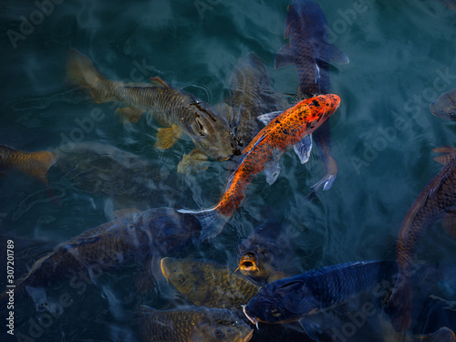 Koi Carp fish in Shanghai, China © Sergey Bogomyako