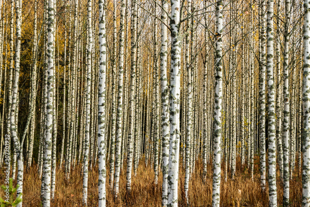 Fototapeta premium Grove of birch trees with yellow leaves in autumn