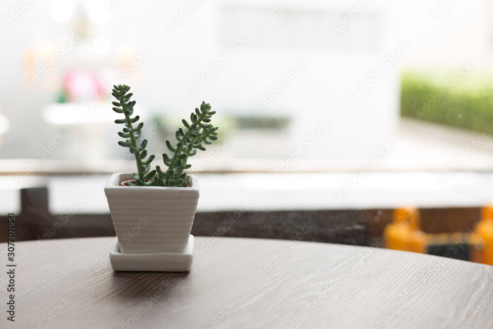 Fototapeta Small Succulent on Cafe Table