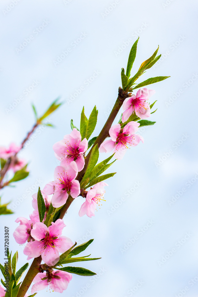Peach branch with pink flowers on a light blue sky background_ Peach branch with pink flowers on a light blue sky background_