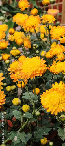 Yellow Sunflower Wallpaper. Full HD Sunflower Image with Green Leaves. Best HD Image for Mobile Phones , Laptops and PCs. © ABURAIHAN