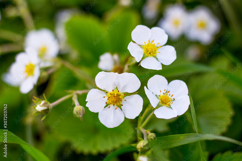 White strawberry flowers among green leaves on a bed_ White strawberry flowers among green leaves on a bed_