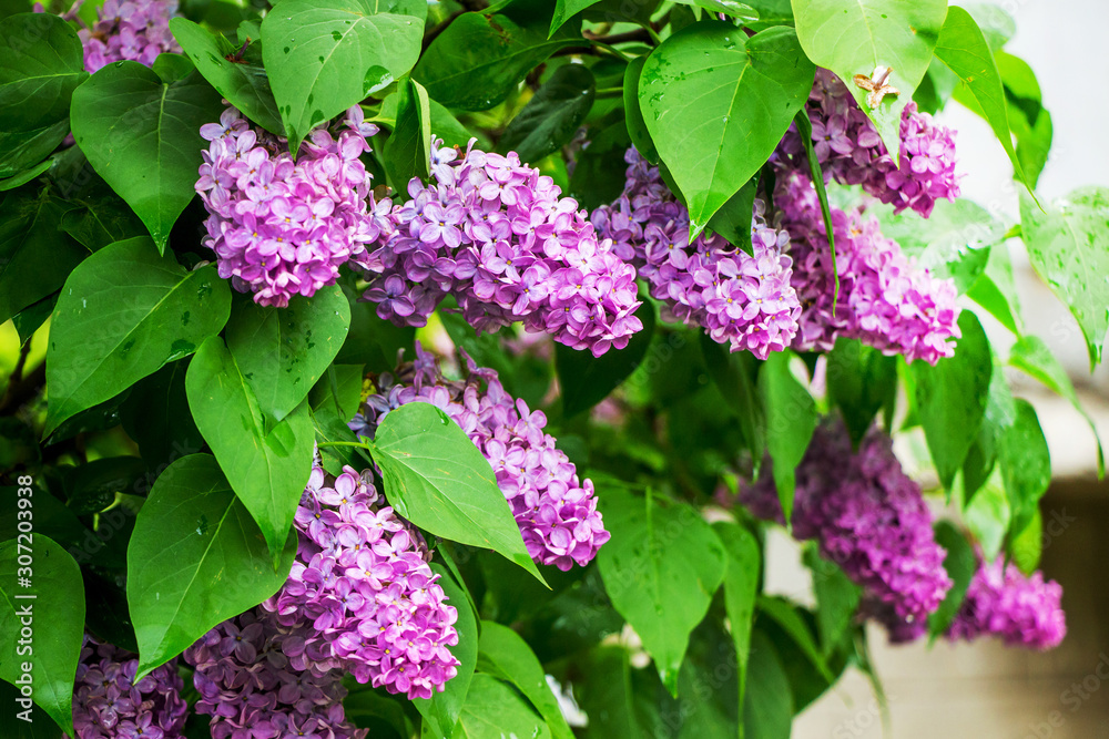 Lilac bush with tassels of pink flowers_ Lilac bush with tassels of pink flowers_